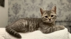 Milyen zöldségek kaphatók macskák, milyen zöldségek hasznosak macskák